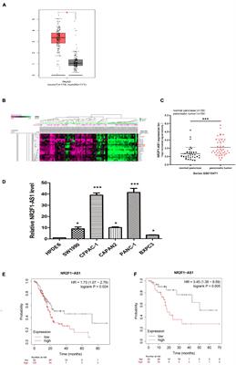 NR2F1-AS1 Promotes Pancreatic Ductal Adenocarcinoma Progression Through Competing Endogenous RNA Regulatory Network Constructed by Sponging miRNA-146a-5p/miRNA-877-5p